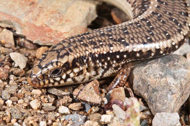 Chalcides ocellatus Ocellated Skink