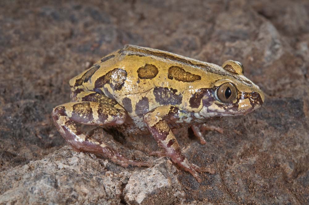 Kassina senegalelsis Senegal Kassina